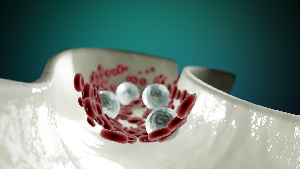 how the cardiovascular system functions