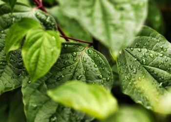 importance of hydration for overall health