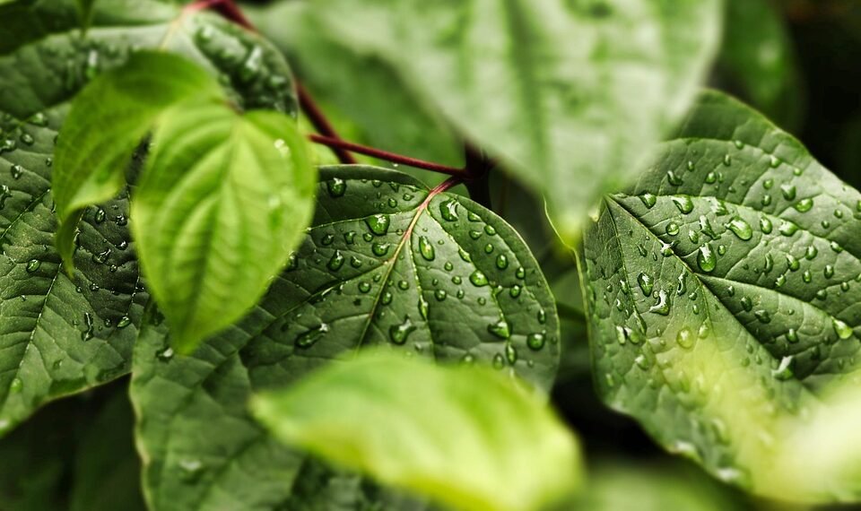 importance of hydration for overall health