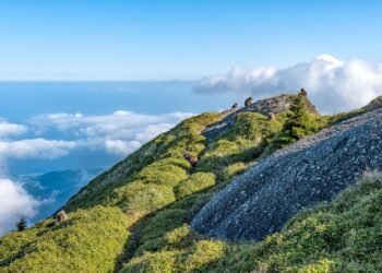 difference between viruses and bacteria