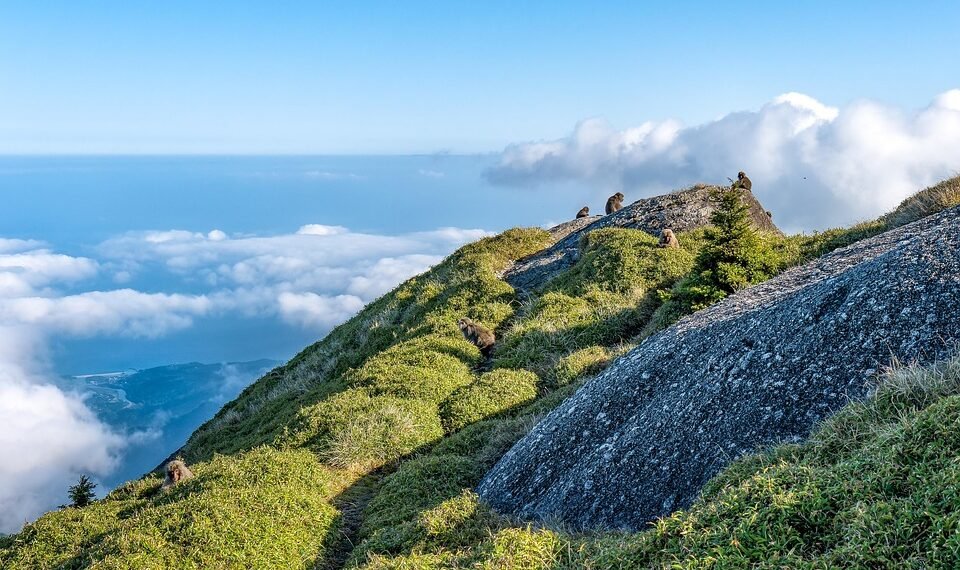 difference between viruses and bacteria