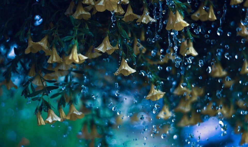 importance of hydration for overall health