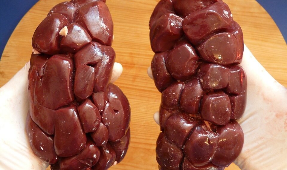 basics of human kidney function