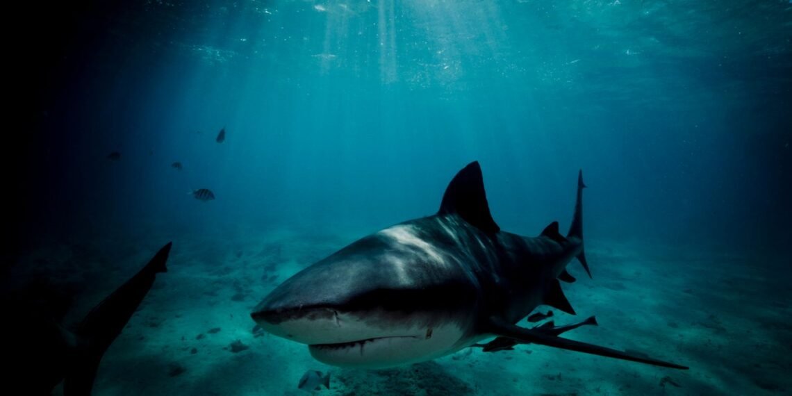 Swiss Tourist Dies in Australian Shark Attack; Partner in Critical Condition