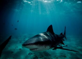 Swiss Tourist Dies in Australian Shark Attack; Partner in Critical Condition