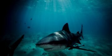 Swiss Tourist Dies in Australian Shark Attack; Partner in Critical Condition