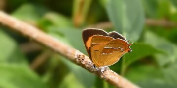 basics of human kidney function