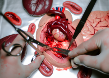 The Journey of Blood: How the Cardiovascular System Circulates Energy Throughout the Body