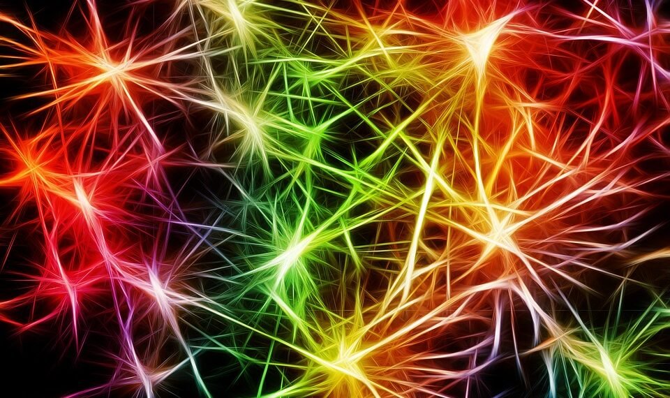 how the nervous system controls