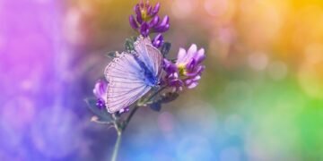 introduction to auteur theory in cinema