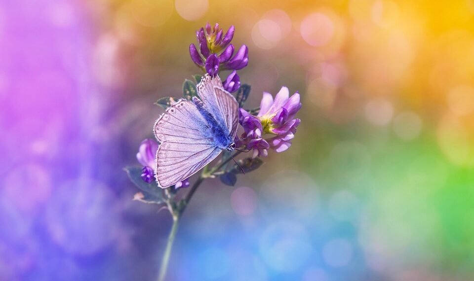 introduction to auteur theory in cinema