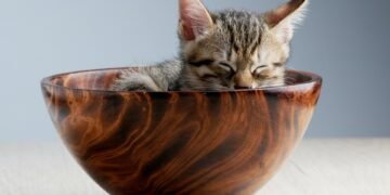 common vitamins and their roles in the body