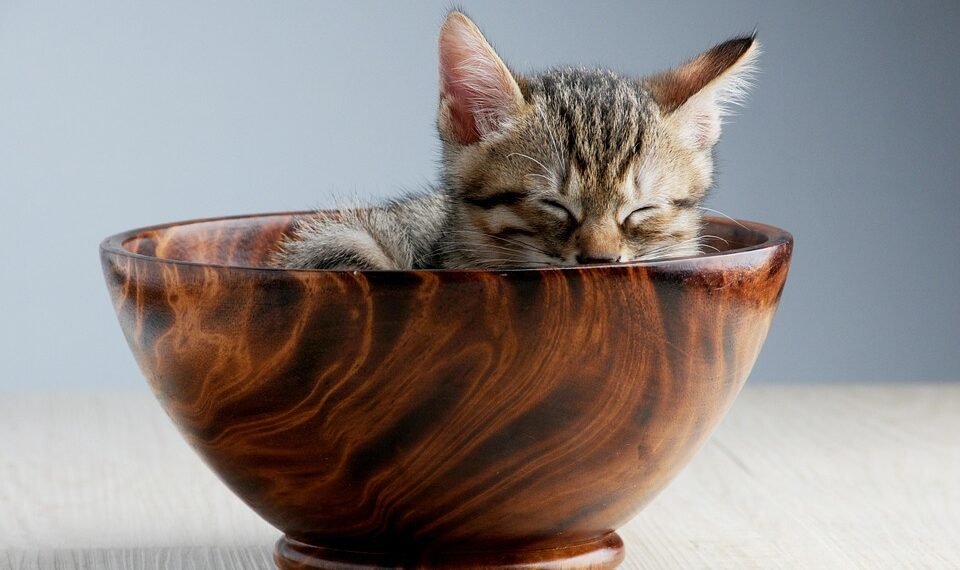 common vitamins and their roles in the body