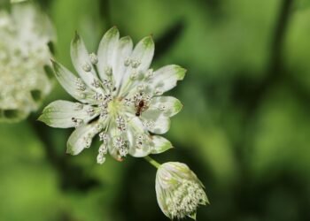 role of producers in shaping major films