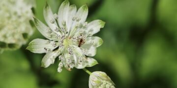 role of producers in shaping major films