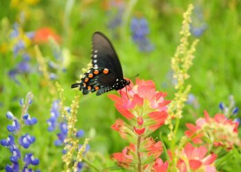 Understanding Data Encryption: A Guide to Protecting Your Digital Information