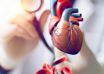 Understanding the Cardiovascular System: An Overview of Its Structure and Function