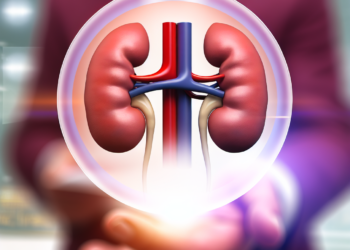 Understanding the Human Kidneys: Essential Functions and Roles