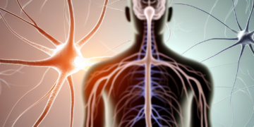 Understanding the Nervous System: The Body's Command Center for Function and Response