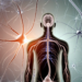 Understanding the Nervous System: The Body's Command Center for Function and Response