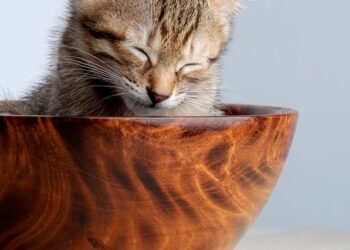 common vitamins and their roles in the body