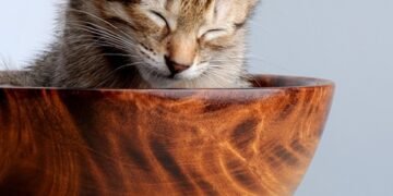 common vitamins and their roles in the body