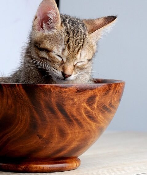 common vitamins and their roles in the body