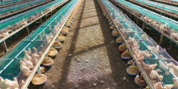 Welsh Poultry Farmers Face Uncertainty Amid Bird Culling Measures