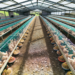 Welsh Poultry Farmers Face Uncertainty Amid Bird Culling Measures