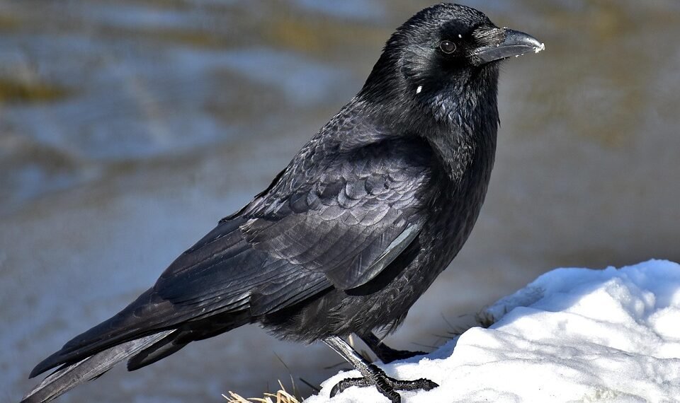 common vitamins and their roles in the body