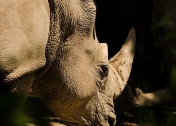 importance of film preservation and restoration