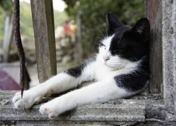 common vitamins and their roles in the body