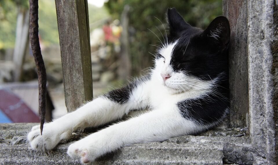 common vitamins and their roles in the body