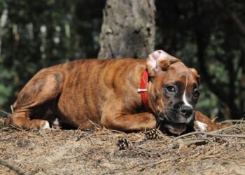 cinematic contributions of akira kurosawa