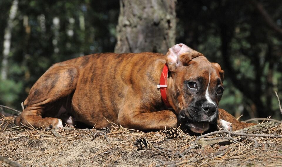 cinematic contributions of akira kurosawa