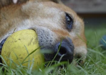 cinematic contributions of akira kurosawa