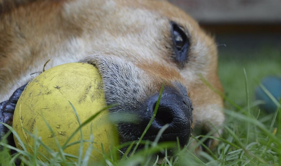 cinematic contributions of akira kurosawa