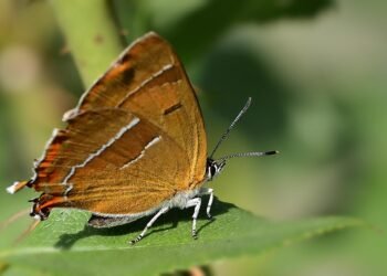 basics of human kidney function