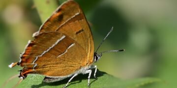 basics of human kidney function