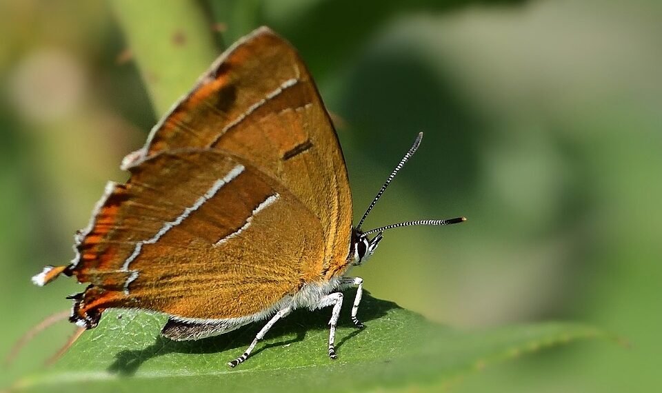 basics of human kidney function