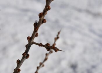 basics of human kidney function