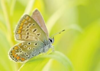 common vitamins and their roles in the body