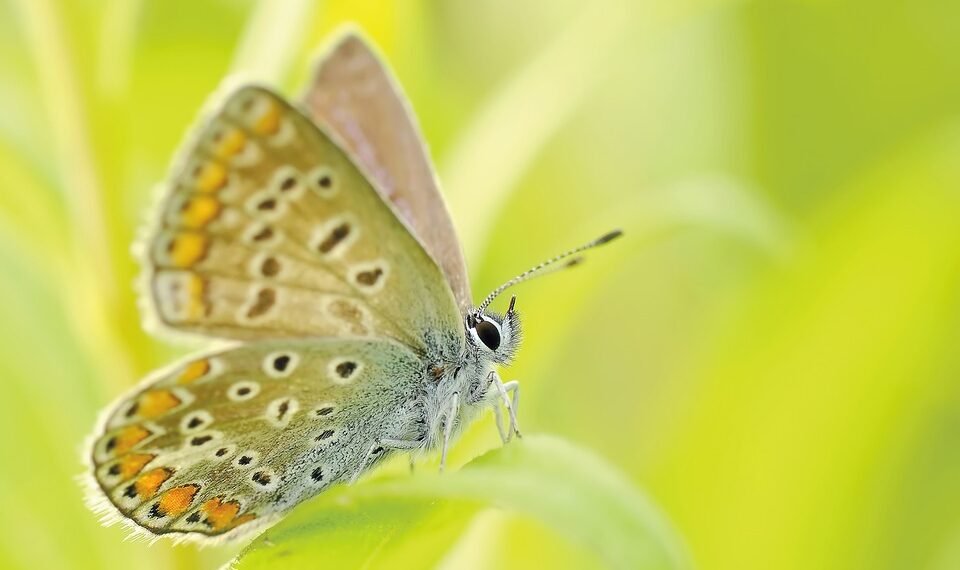 common vitamins and their roles in the body