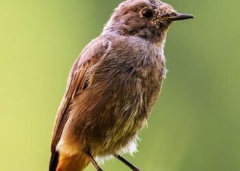 common vitamins and their roles in the body