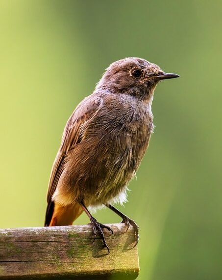 common vitamins and their roles in the body