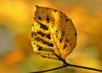 the golden age of hollywood explained