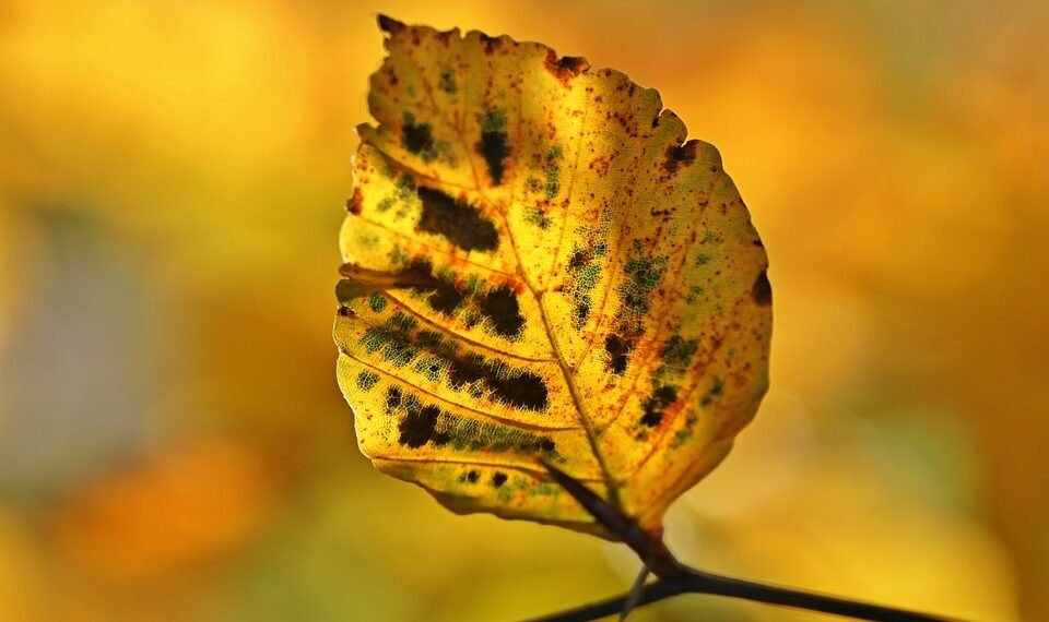 the golden age of hollywood explained