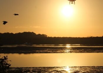 rise of independent films worldwide