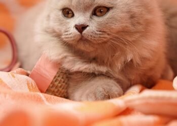 history of british cinema evolution