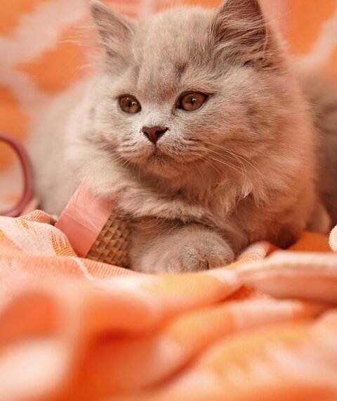 history of british cinema evolution